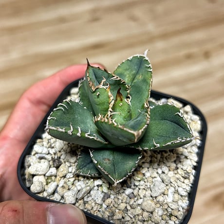 Heartplants