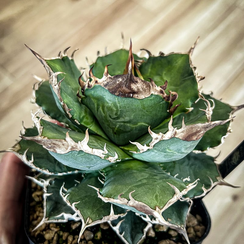 アガベ オテロイ