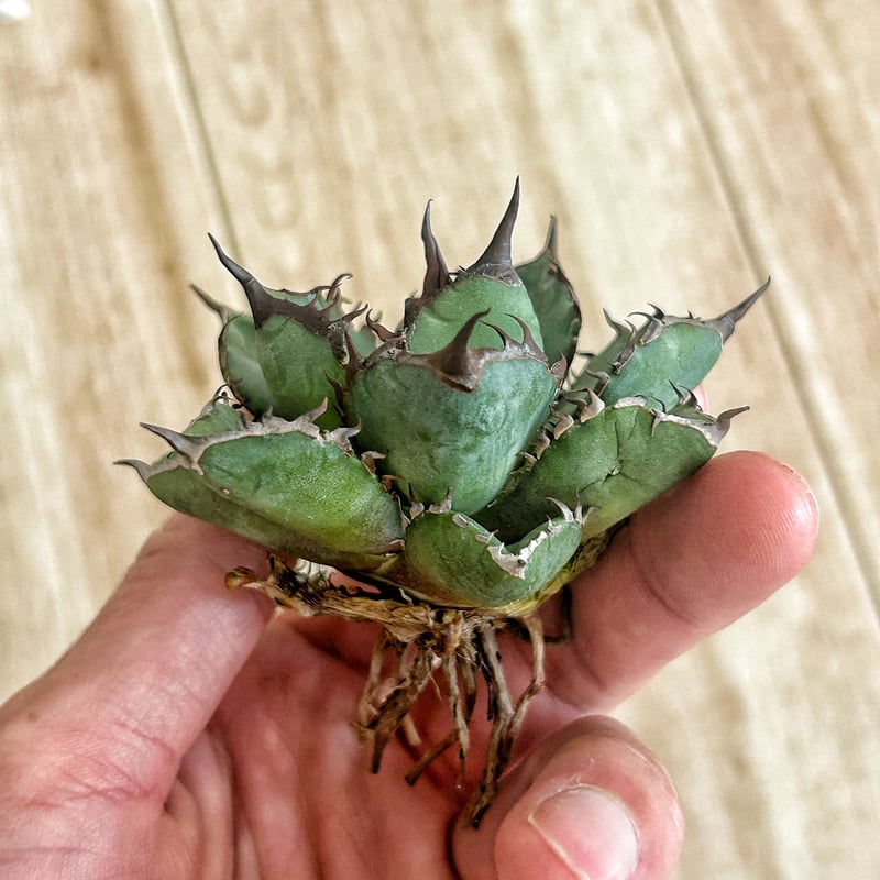アガベ 胖鯨 パンジン | Heartplants