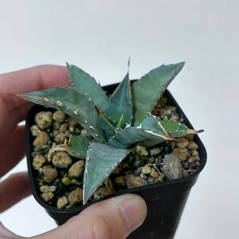 アガベ 妖炎×姫巌龍 ハイブリッド | アガベ専門店 Heart plants.