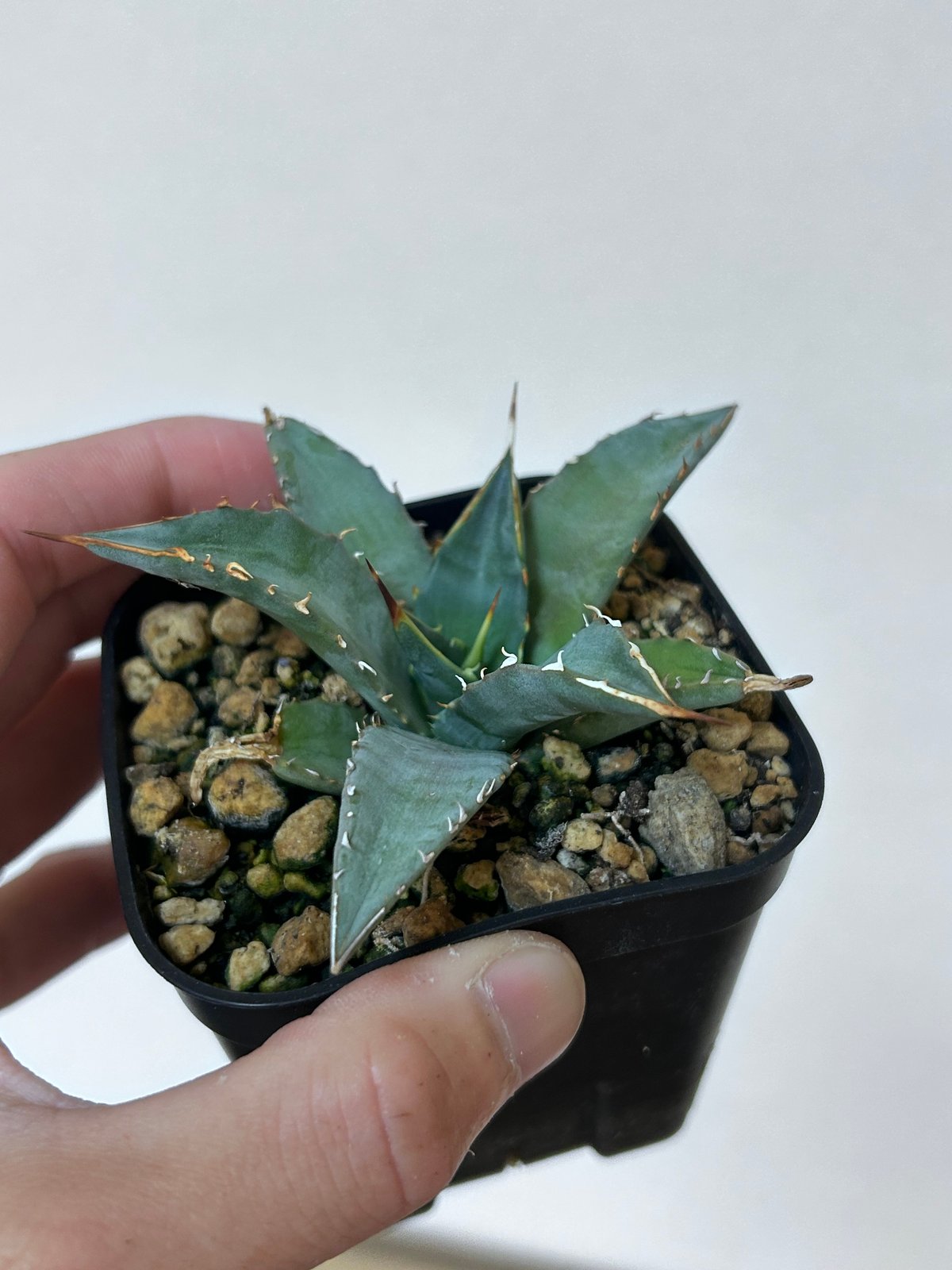 アガベ 妖炎×姫巌龍 ハイブリッド | アガベ専門店 Heart plants.
