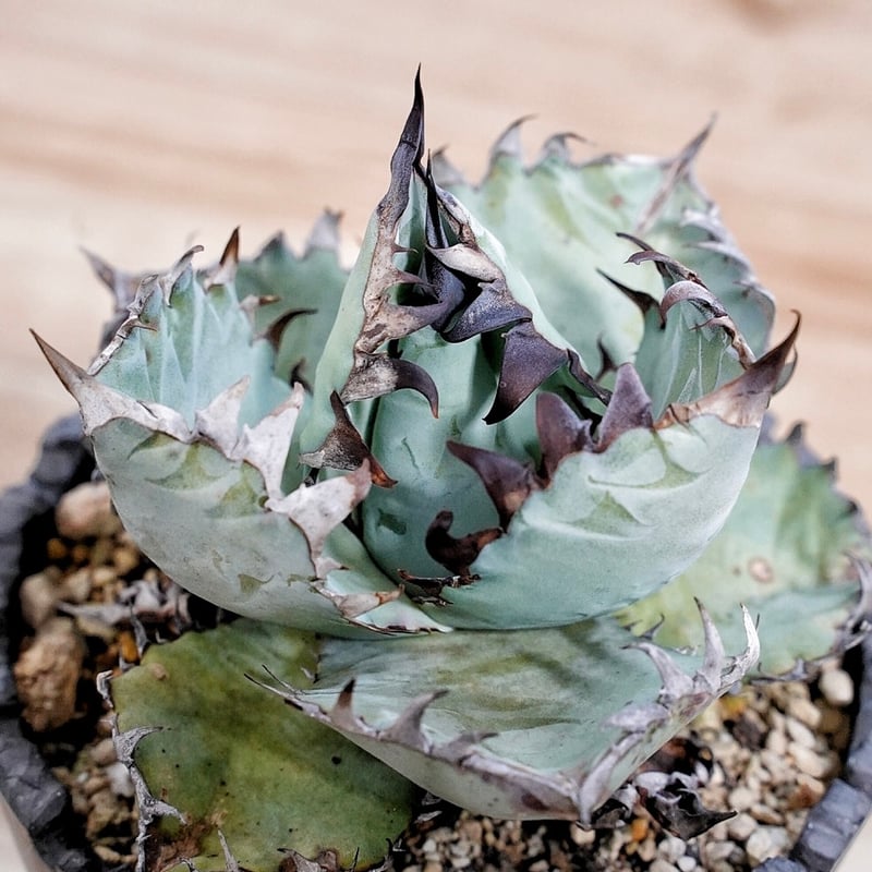 アガベ BEAST 青葉オテロイ最高峰 子株 | Heartplants アガベ BEAST 青葉オテロイ最高峰 子株 | Heartplants