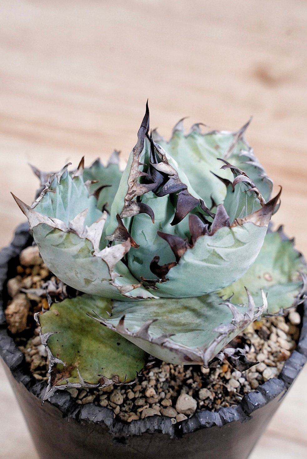 アガベ BEAST 青葉オテロイ最高峰 子株 | Heartplants アガベ BEAST 青葉オテロイ最高峰 子株 | Heartplants