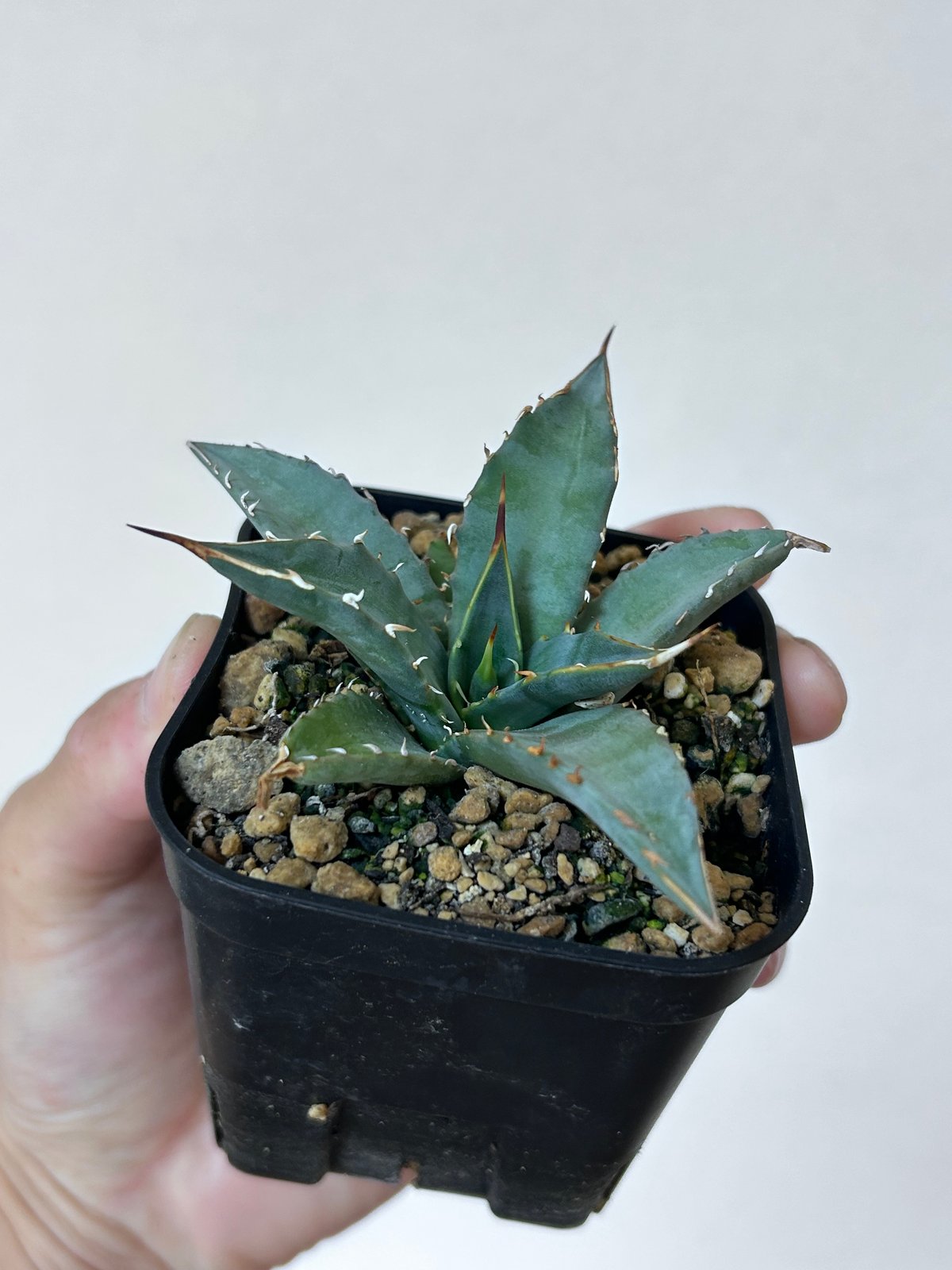 アガベ 妖炎×姫巌龍 ハイブリッド | アガベ専門店 Heart plants.