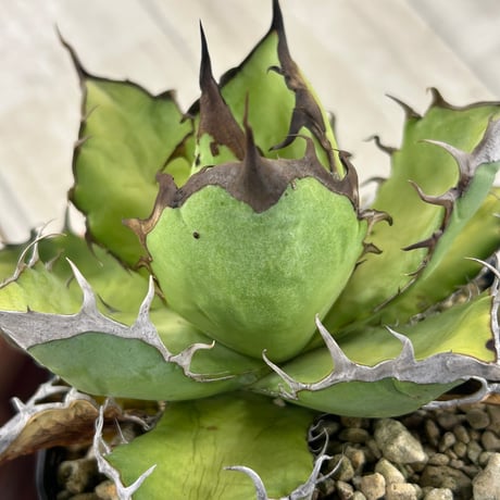アガべ　実生オテロイ　超ブツブツ　グロテスク