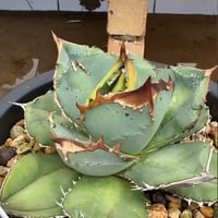 アガベ チタノタブルー