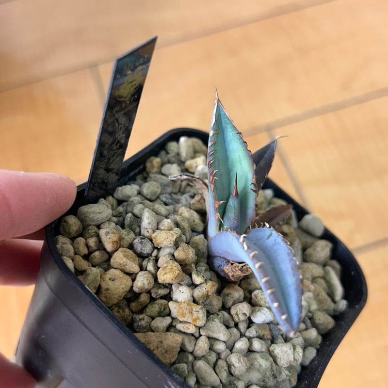 アガベ 特選極厚トップ ブルー チタノタブルー実生 DB05 | アガベ専門