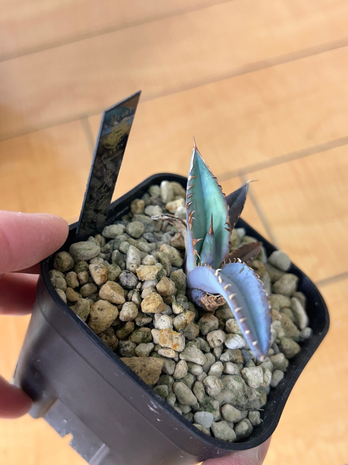 アガベ 特選極厚トップ ブルー チタノタブルー実生 DB05 | アガベ専門