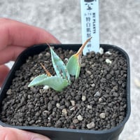 A-74 特白肌×妖炎　huplantsタグ付き