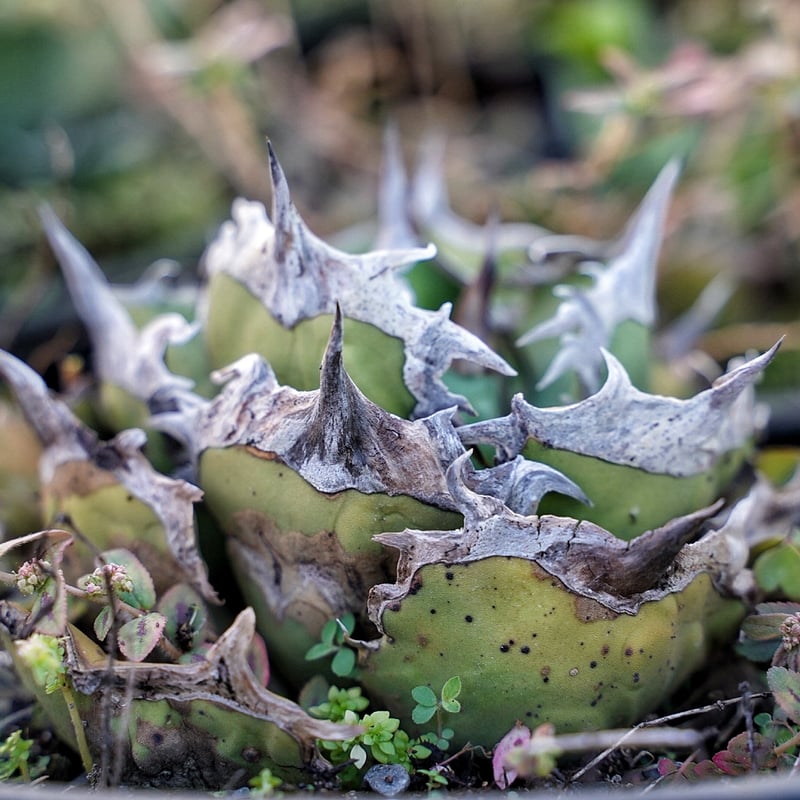 クロネコヤマト便】アガベ チタノタ 黒犀牛 ＊狂戦士＊ 【公式通販】