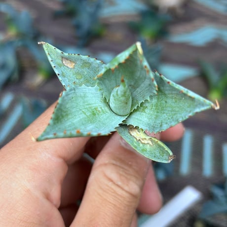 A-12 特白肌×八荒殿　ハイブリッド　huplantsタグ付き