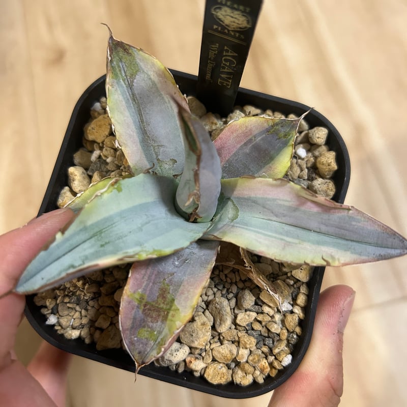 アガベ ホワイトアイス斑入り ホワイトダイヤモンド | アガベ専門店