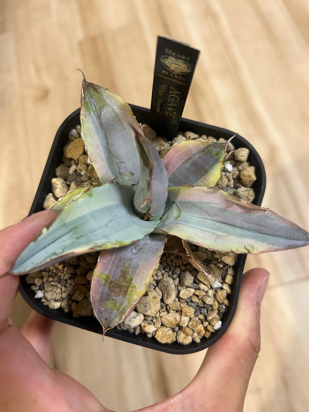 アガベ ホワイトアイス斑入り ホワイトダイヤモンド | アガベ専門店