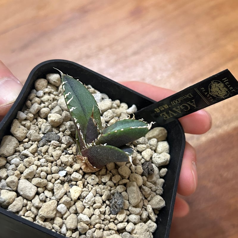 アガベ　魏怒羅　ギドラ　子株 アガベ Denis007 ギドラ 魏怒羅 子株 | Heartplants