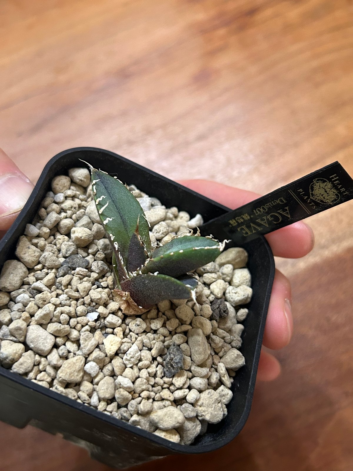 アガベ　魏怒羅　ギドラ　子株 アガベ Denis007 ギドラ 魏怒羅 子株 | Heartplants