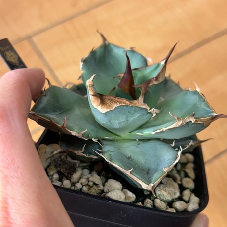 アガベ　heart plants numbers 025 HP025 子株