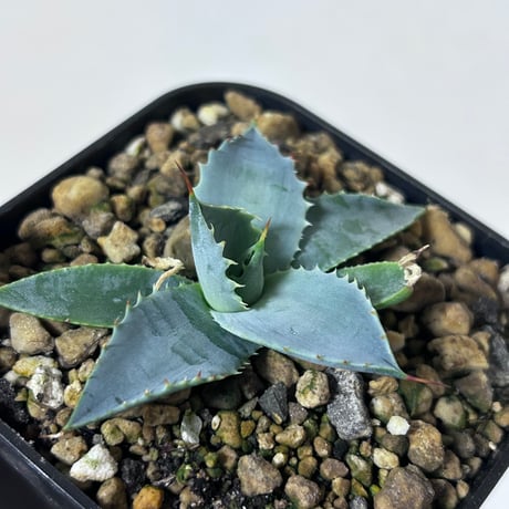 アガベ専門店 Heart plants.