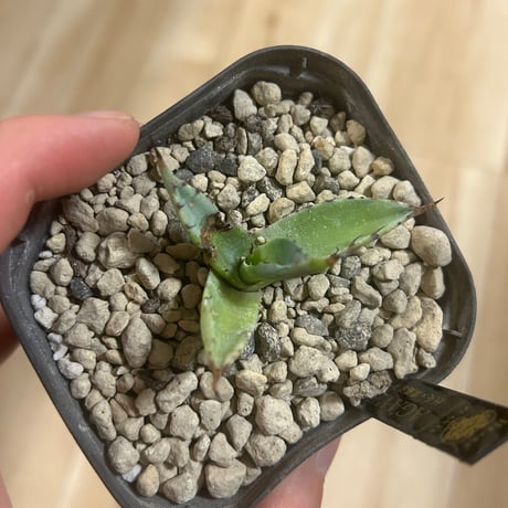 【超激レア子株発根済み】①JEREMY選抜hybrid オアハカ＆ホリダ子株 超激レア子株発根済み】①JEREMY選抜hybrid オアハカ＆ホリダ子株