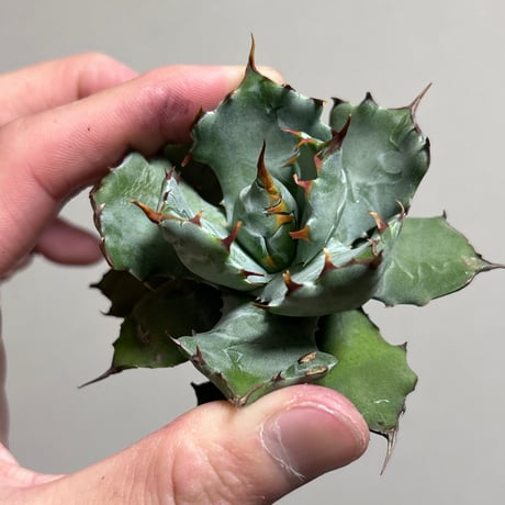 アガベ　蠍蟹　美形　青葉