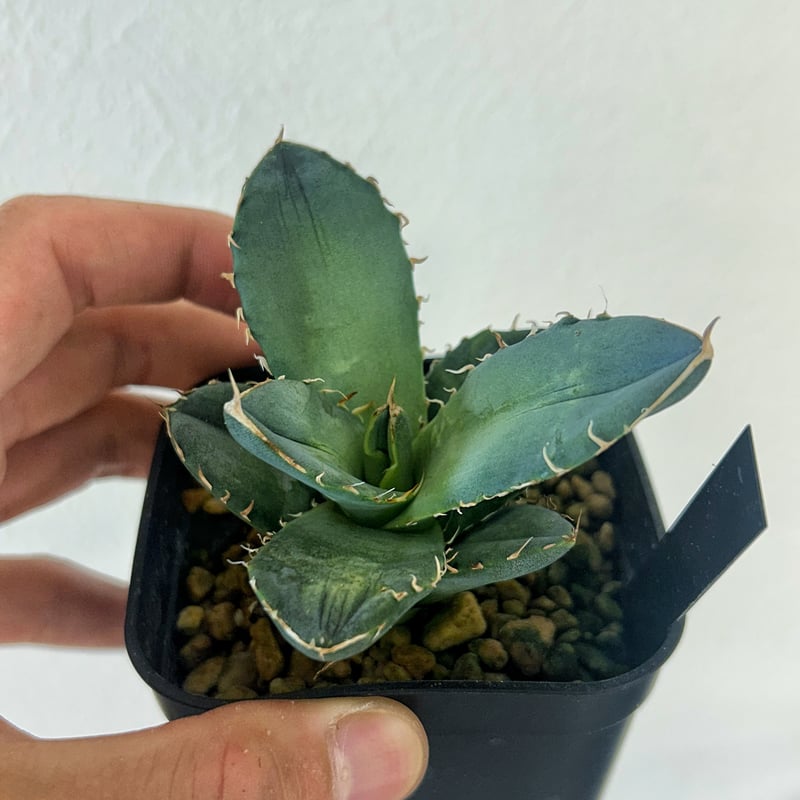 アガベ クラウンイーグル 冠鷲 発根済み | Heartplants