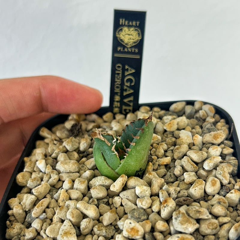 Coyote plants産 オアハカ オテロイ 冠鷲 麻花龍 悪魔 冰雹 専用です。アガベ オテロイ oaxaca Coyote Plants - メルカリ