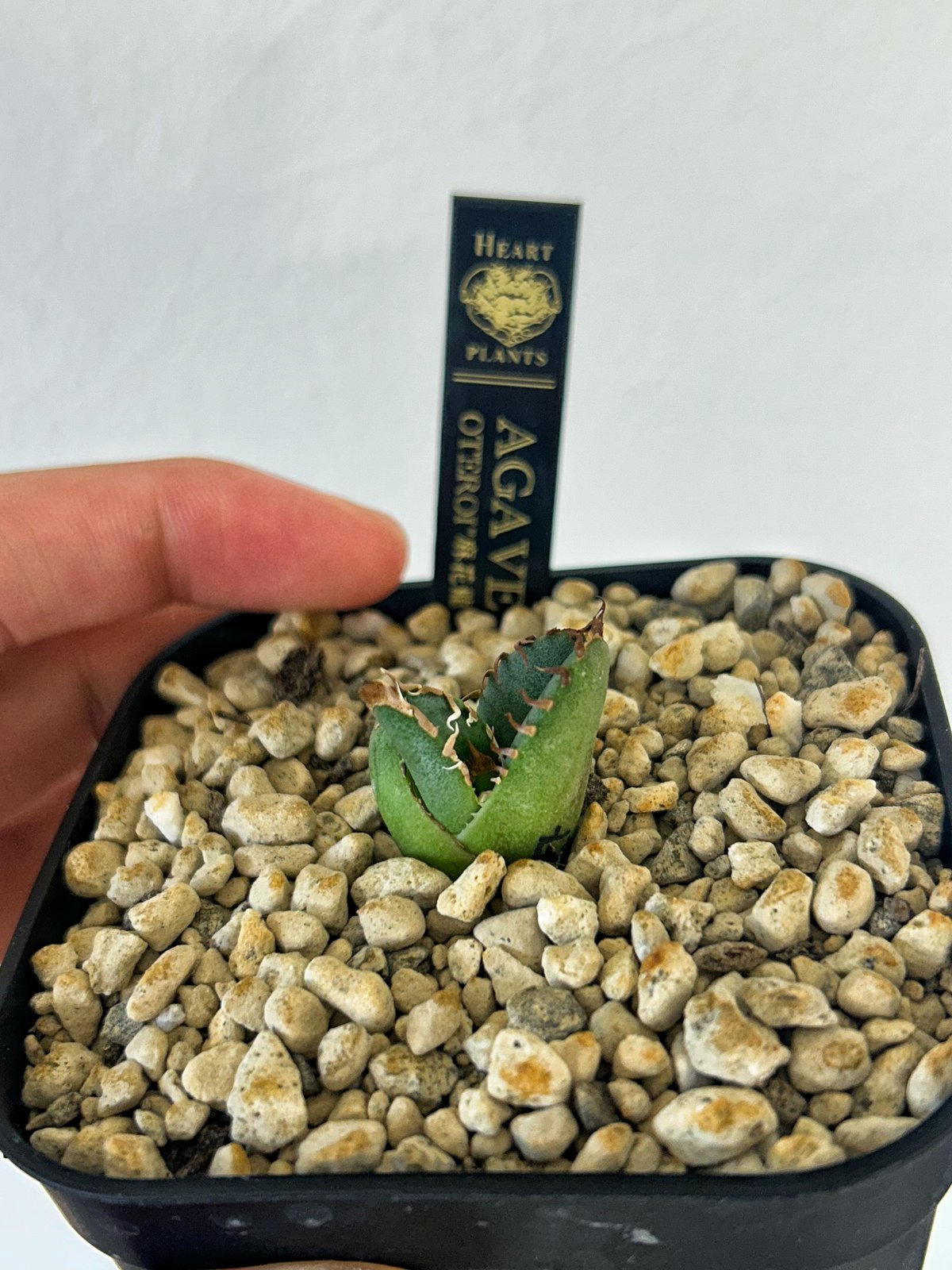 【アガベ オテロイ】麻花　高級株　ぶつぶつ系 アガベ オテロイ 青葉 麻花龍 | Heartplants