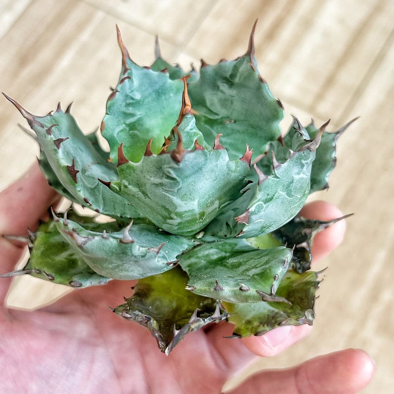 アガベ 特白肌（怒雷神×甲蟹）子株 発根済み | アガベ専門店 Heart plants.