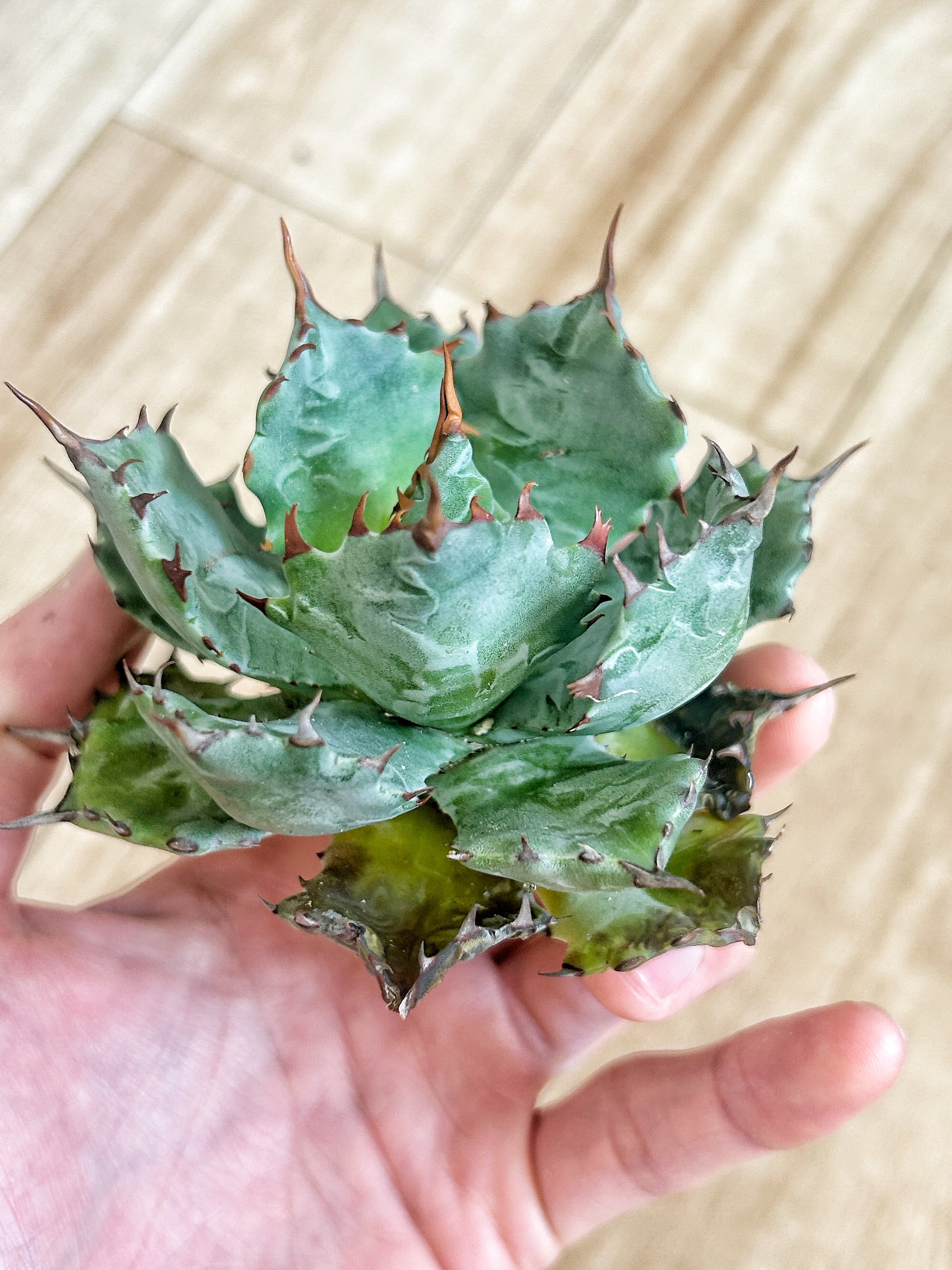 アガベ 特白肌（怒雷神×甲蟹）子株 発根済み | アガベ専門店 Heart plants.