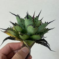 アガベ スナグルトゥース 子株 | アガベ専門店 Heart plants.