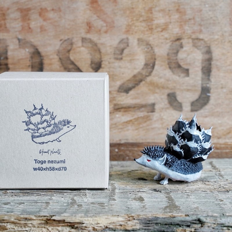 アガベ 棘ねずみ ver.Black devil | アガベ専門店 Heart plants.