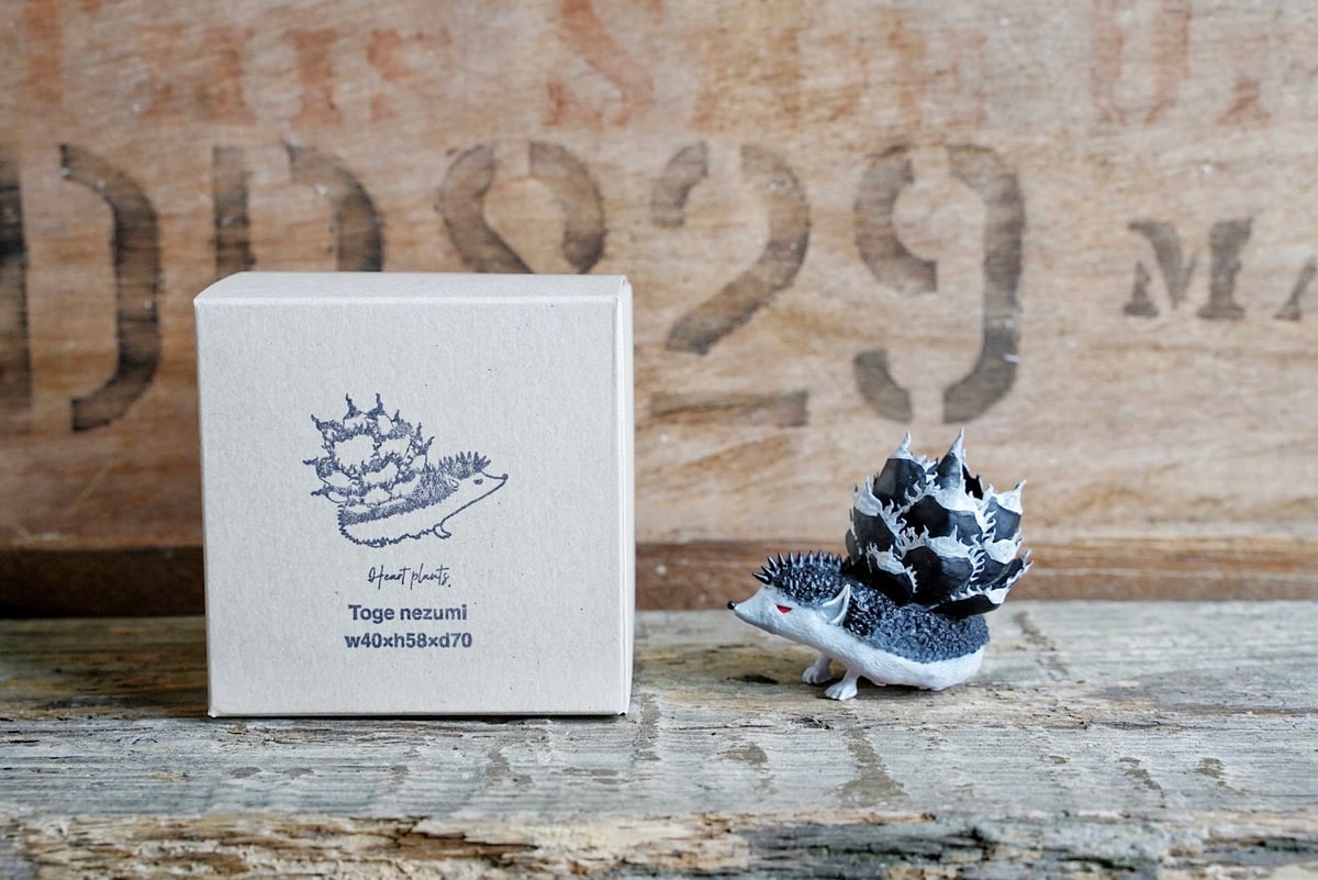 アガベ 棘ねずみ ver.Black devil | アガベ専門店 Heart plants.