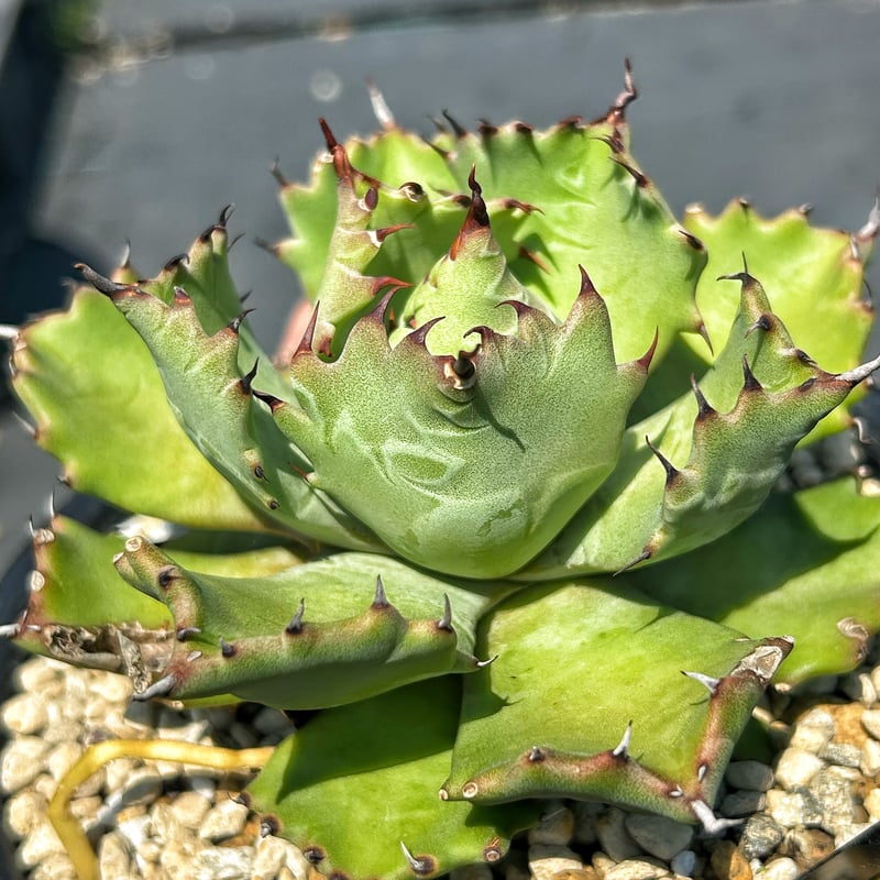 アガベ 楊貴妃×姫巌龍 ハイブリッド 子株 | Heartplants