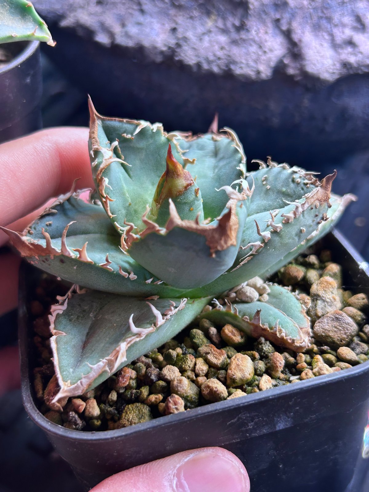 S*u様 アガベ　オテロイ　麻花龍　ブツブツ　青白葉　heart plants産 アガベHP031 青葉ブツブツ 子株 | アガベ専門店 Heart plants.