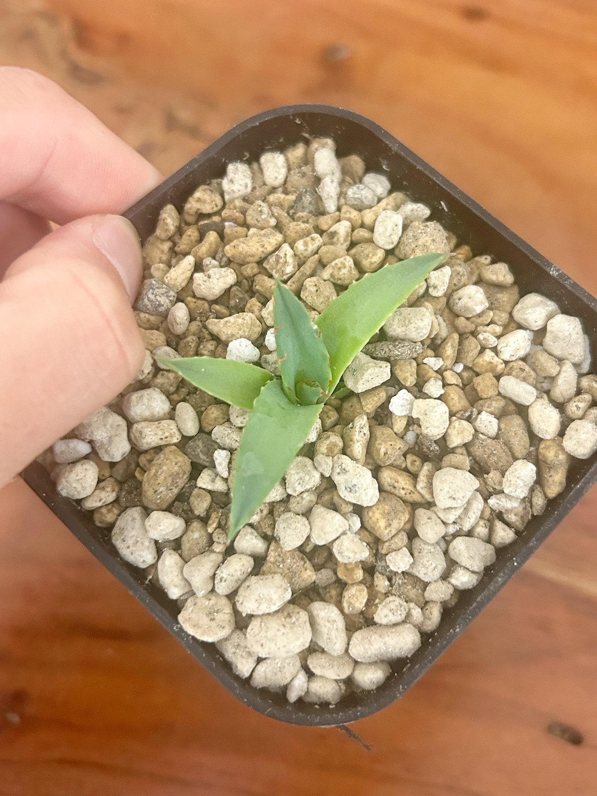 アガベ 妖炎×笹雪 希少ハイブリッド 子株 | アガベ専門店 Heart plants.