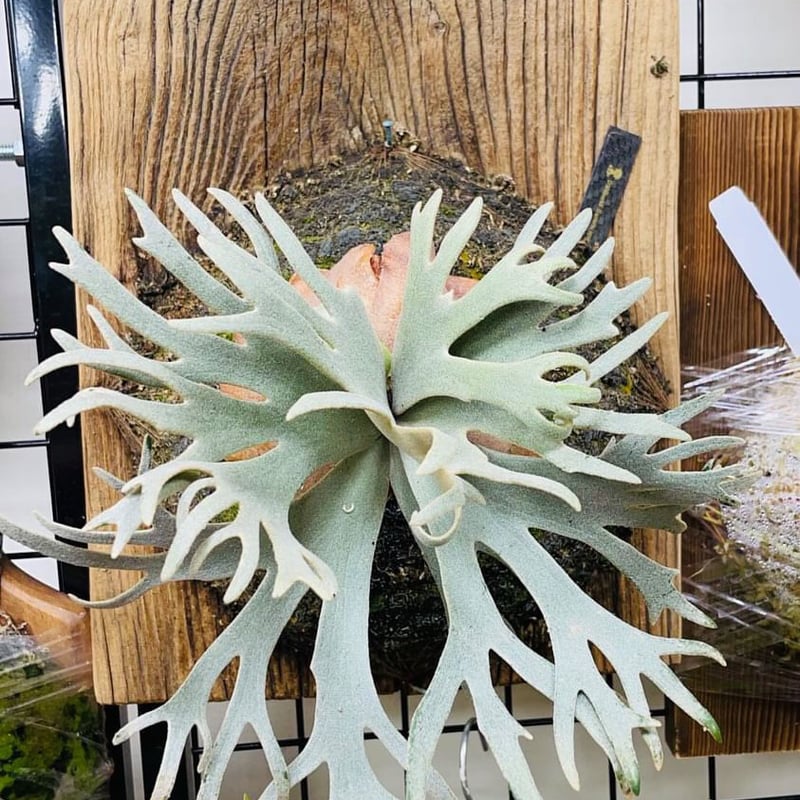 Bacteria 株分け バクテリア ビカクシダ 375【平凡之鹿】ビカクシダ