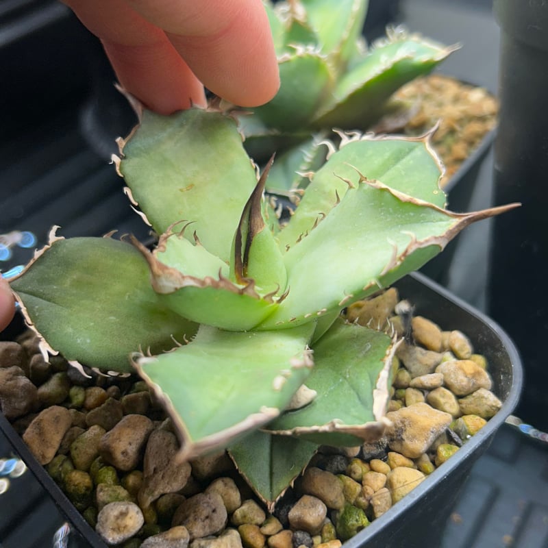 アガベ King Arthur キングアーサー 発根済み | アガベ専門店 Heart pla