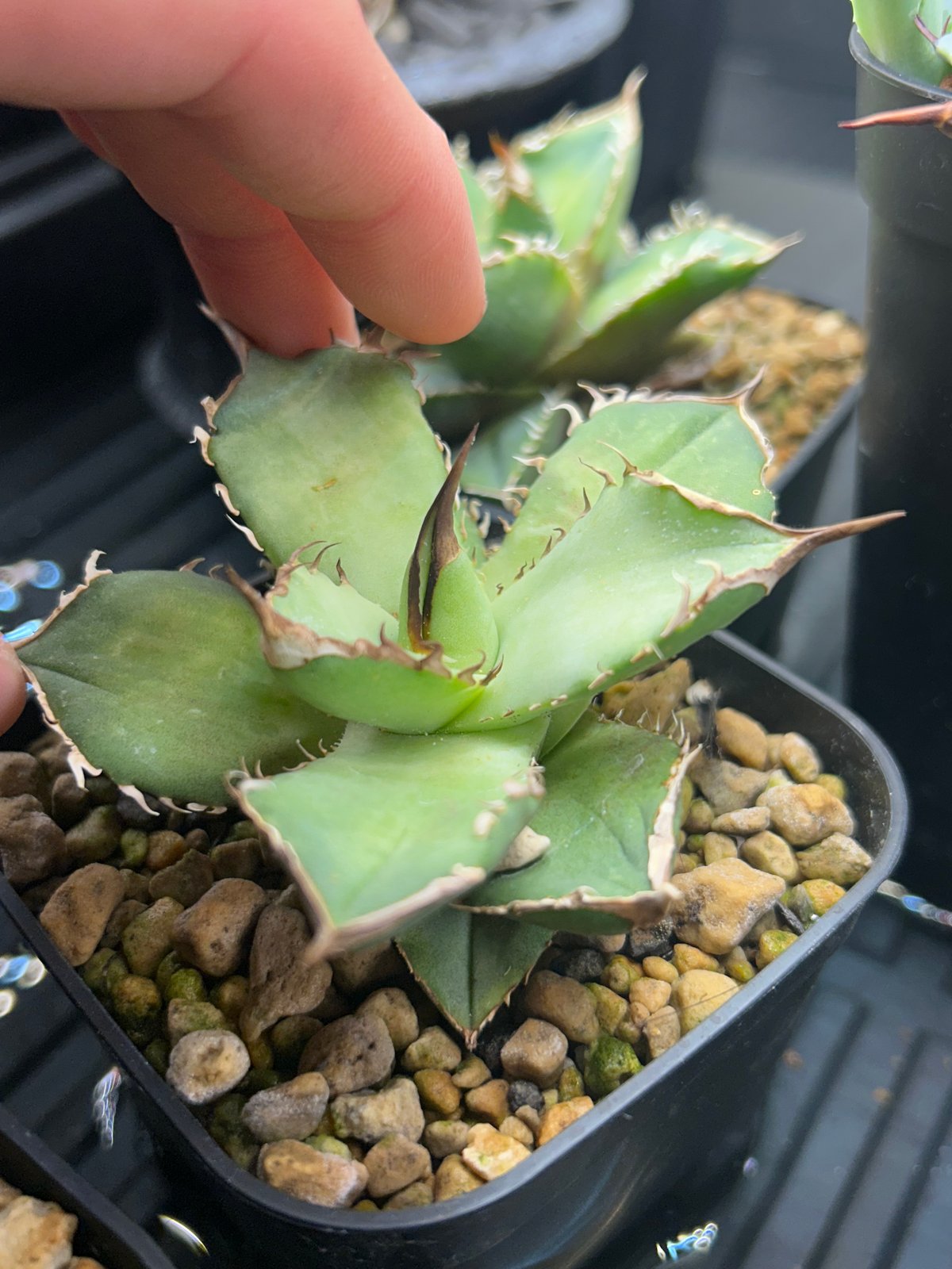 アガベ King Arthur キングアーサー 発根済み | アガベ専門店 Heart pla