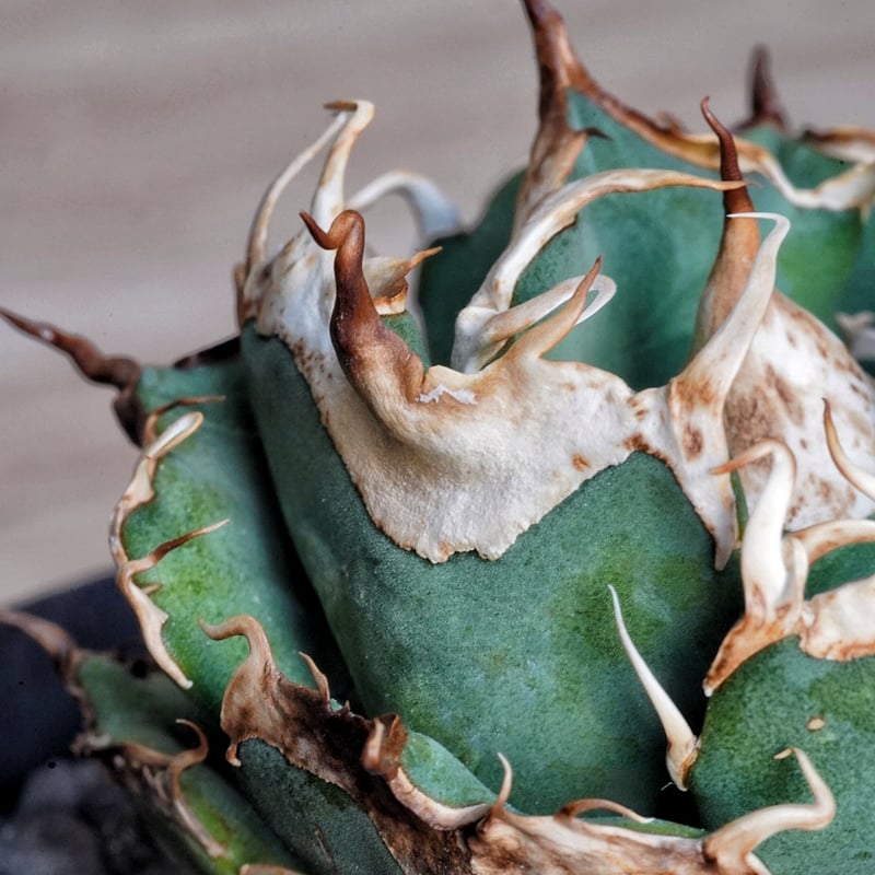 F*物様 親株出品アガベ オテロイ ドロドロ鋸歯 極厚バンド special(o fit=scale-down,w=1200