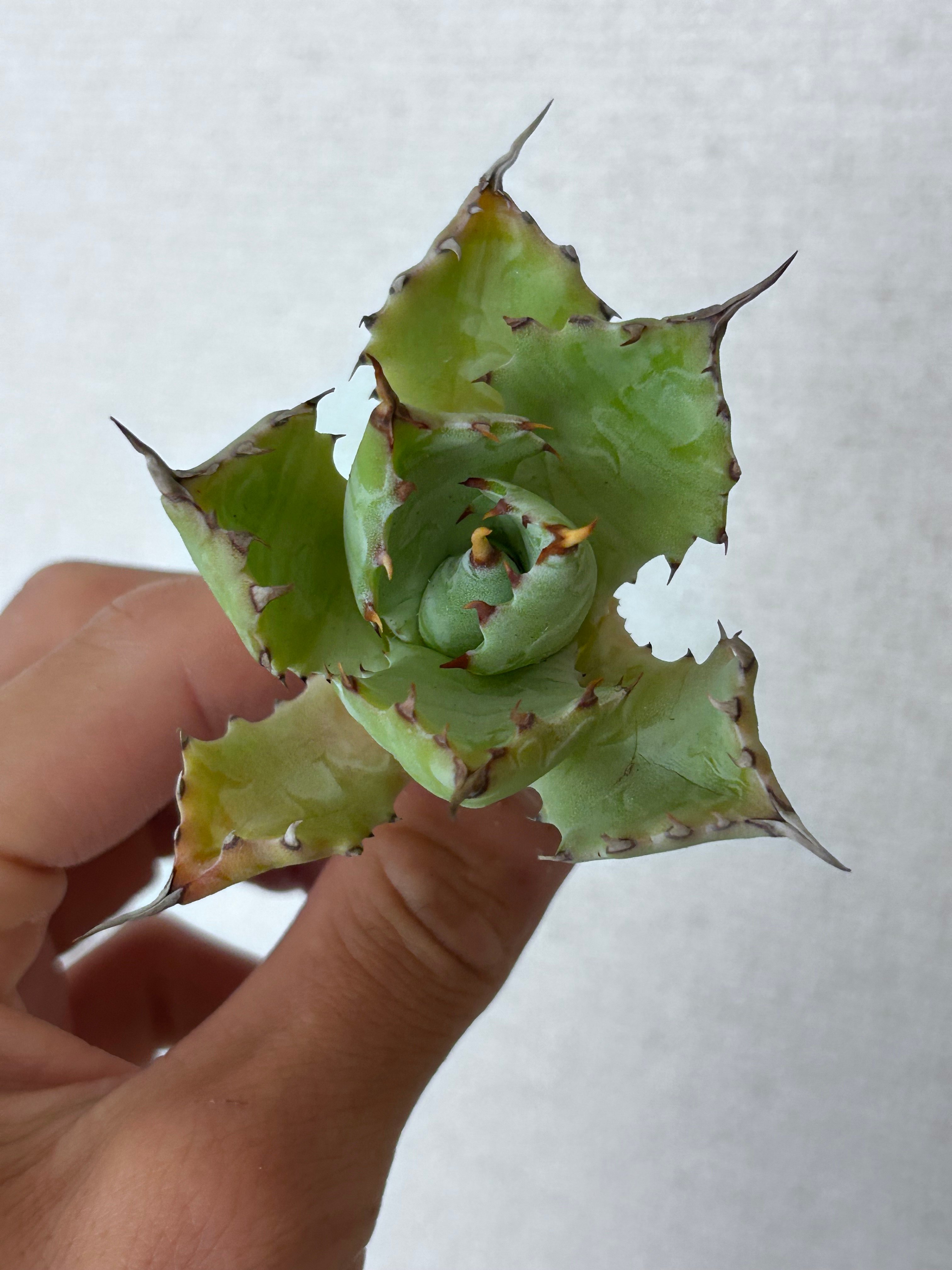 アガベ 特白肌（怒雷神×甲蟹）子株 huplantsタグ付き | アガベ専門店