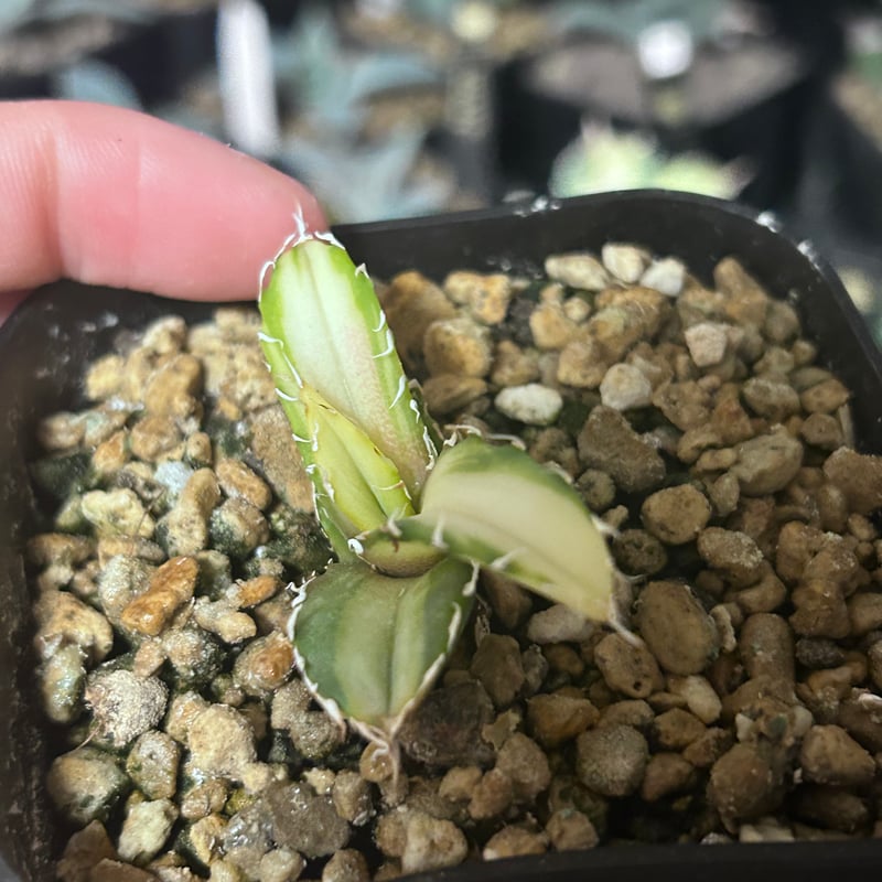 アガベ 氷海inspire 安曇野白鯨斑入 Heartplants育成株 親株超え極