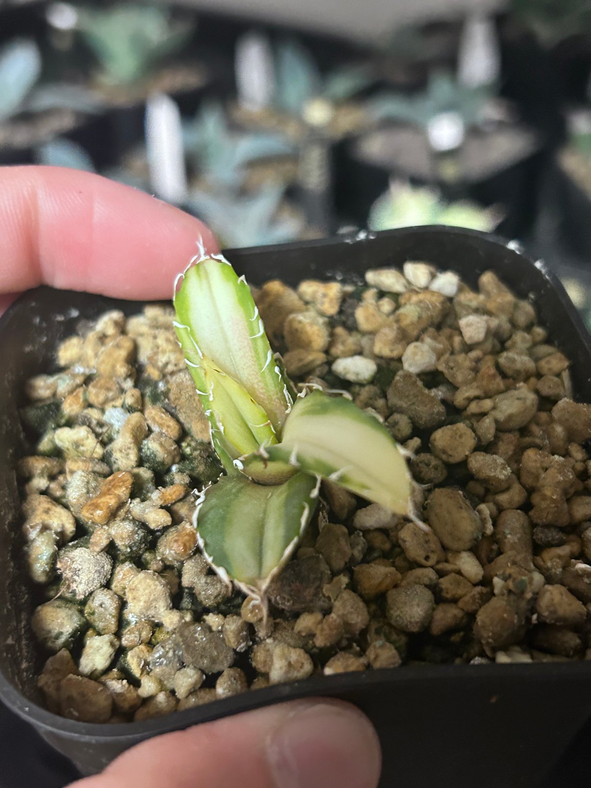 アガベ 氷海inspire 安曇野白鯨斑入 Heartplants育成株 親株超え極