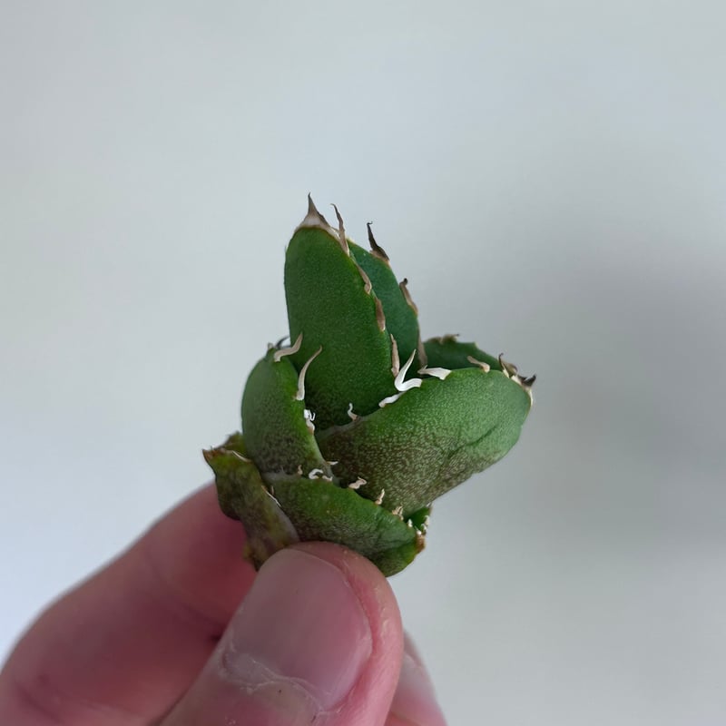 アガベ Cg01 追星 ムチムチ子株 | アガベ専門店 Heart plants.