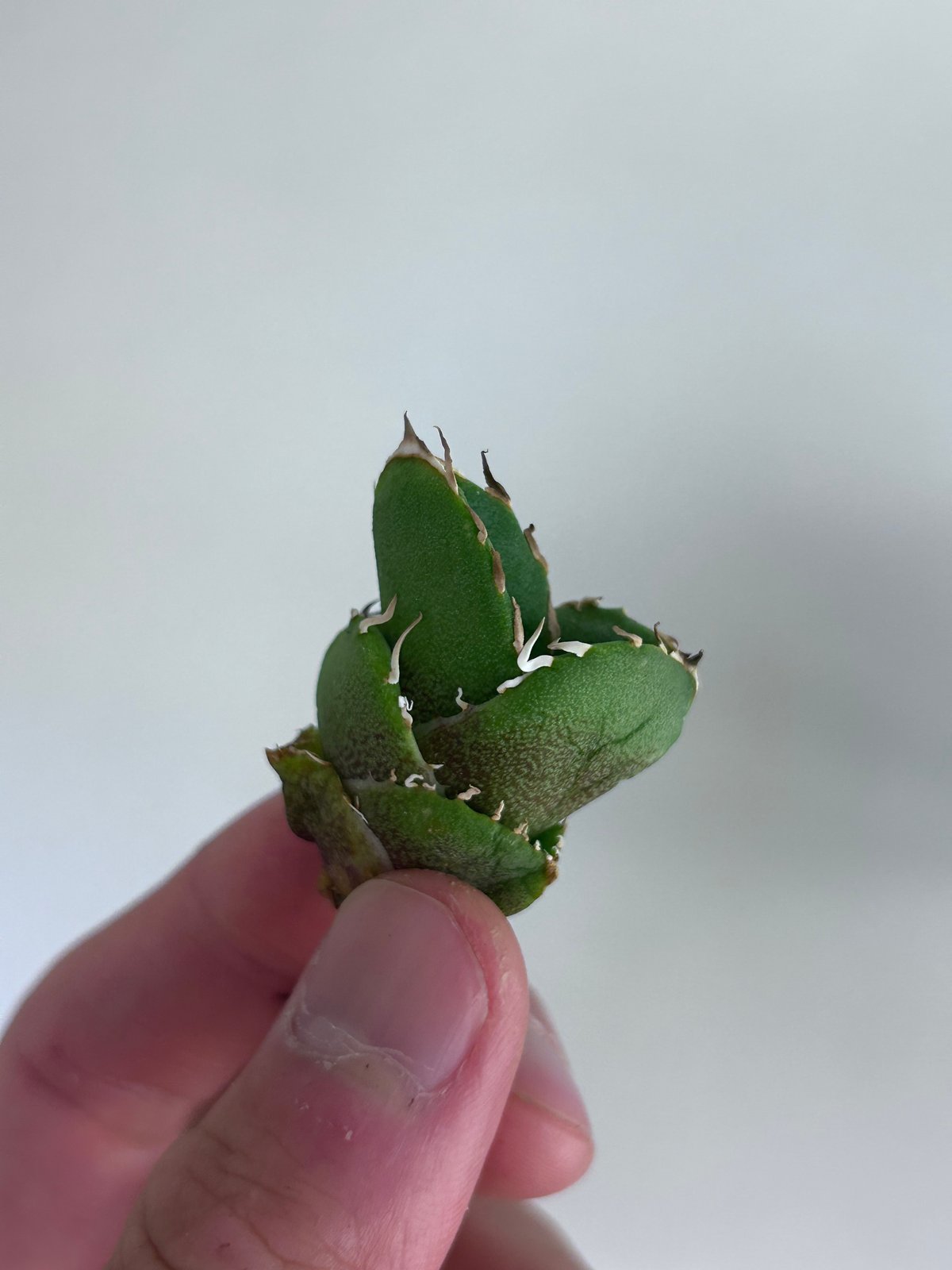 アガベ Cg01 追星 ムチムチ子株 | アガベ専門店 Heart plants.