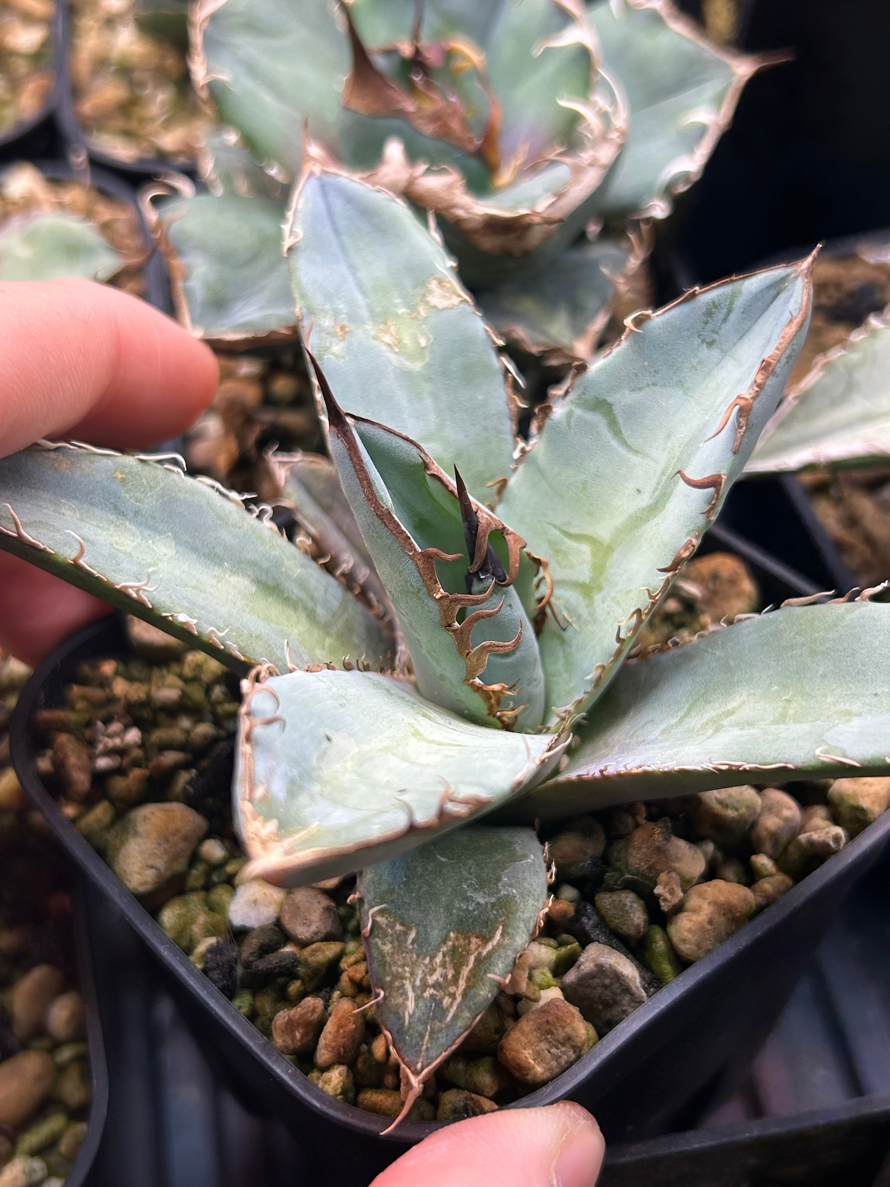 特選青葉 チタノタブルー hp040 直子株 | アガベ専門店 Heart plants.