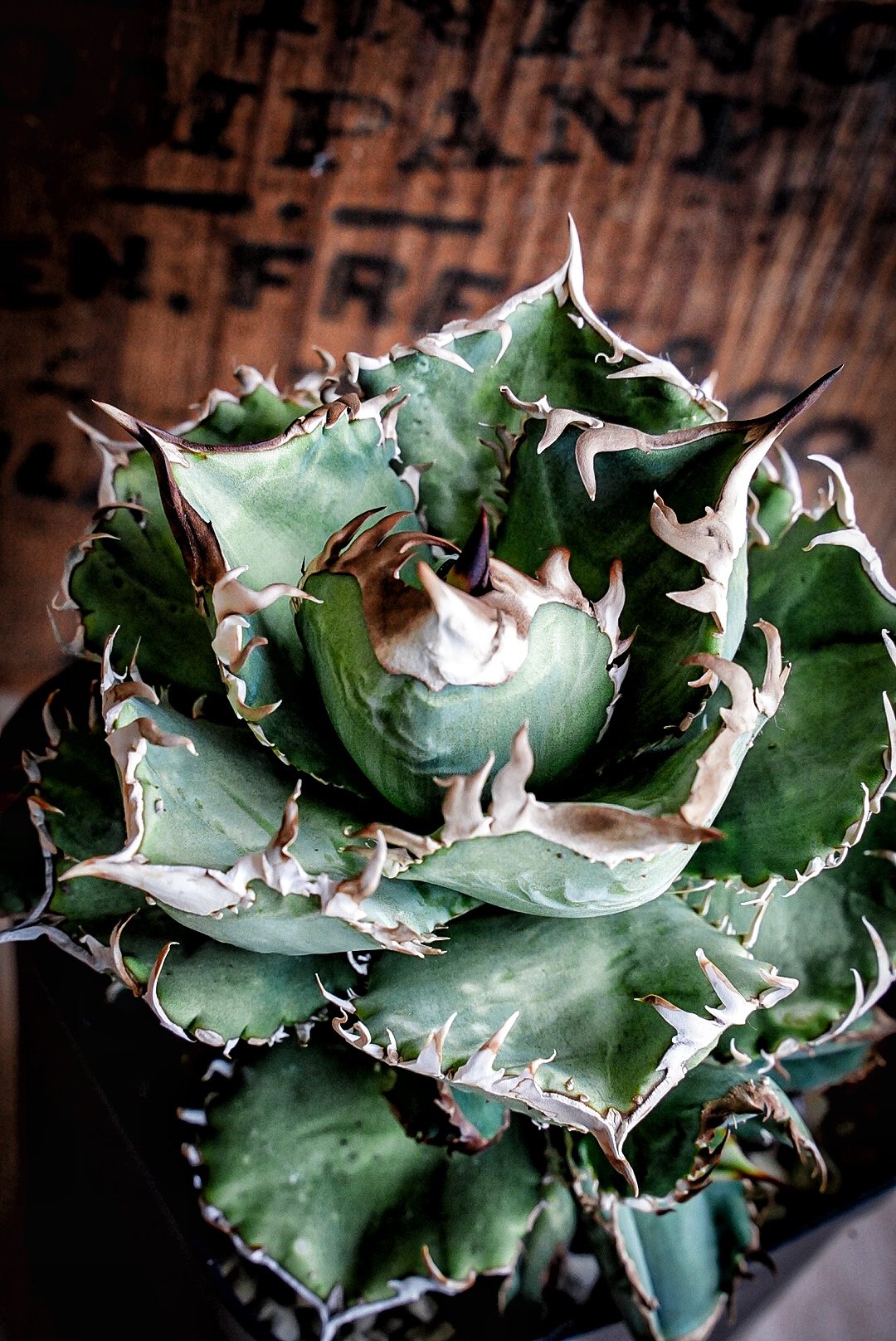 アガベ　agave 毒蛇 アガベ 毒蛇 