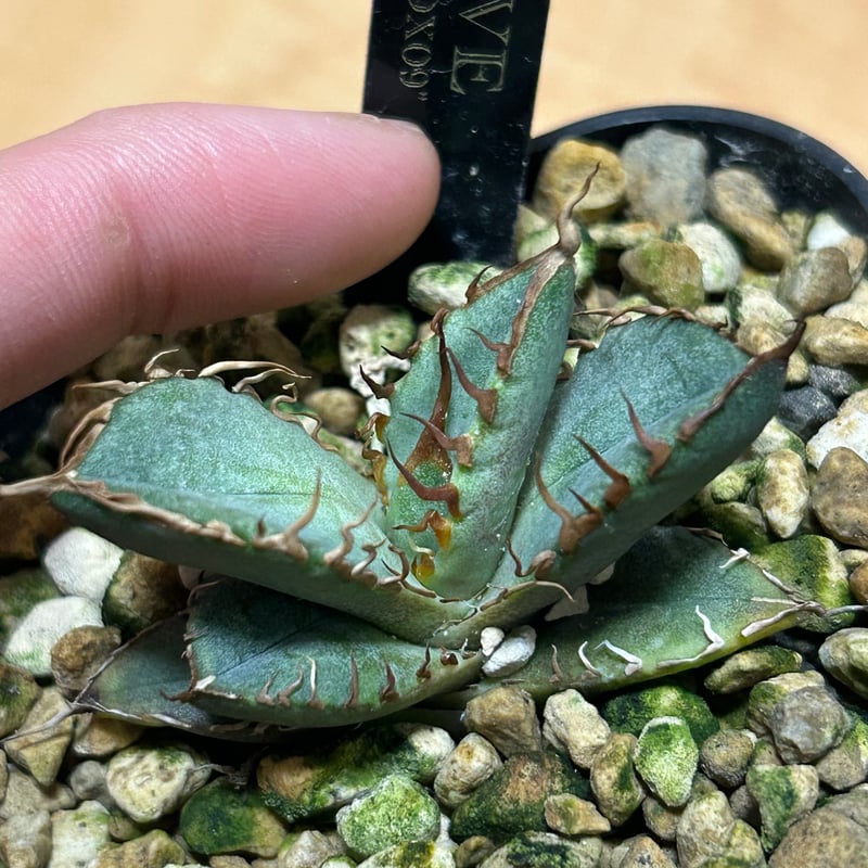 アガベ（オテロイ・宝樹） アガベ・オテロイ(Lot.001～003)Agave Oteroi | WeAreBotanical