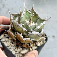 碧　オアハカ現地球 Yahoo!オークション - アガベ オアハカ oaxaca 現地球