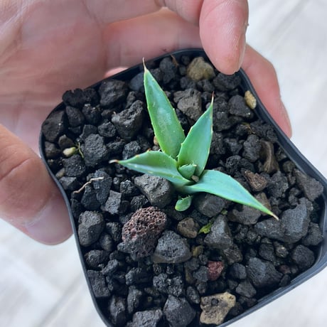 アガベ　黒帝斯×妖炎　希少交配　直子株