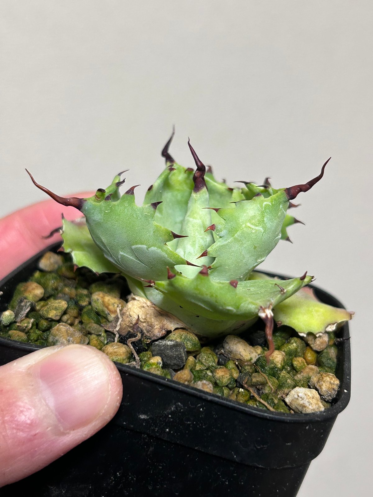 アガベ ポタトラム