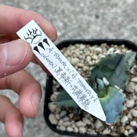 アガベ ウリエル実生 オアハカオテロイ 選抜個体① | アガベ専門店